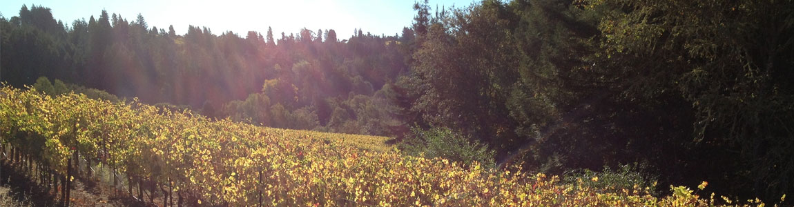 Vineyard rows under autumn trees with sunlight streaming through, golden and green tones, tranquil countryside mood